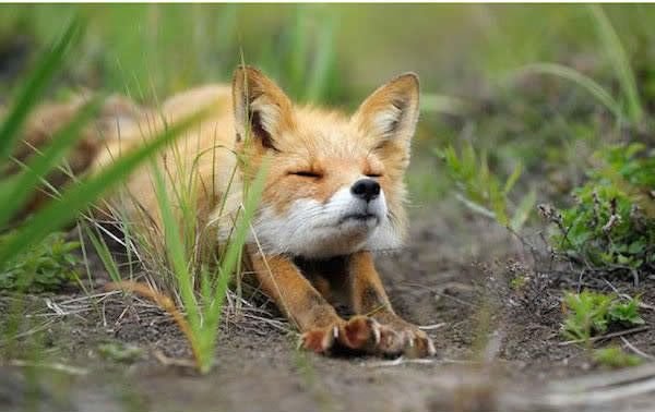 yo en feral