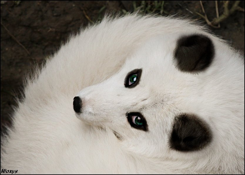 Mi forma kitsune mas realista se ve algo