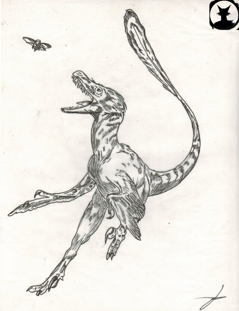 Velozirraptor.