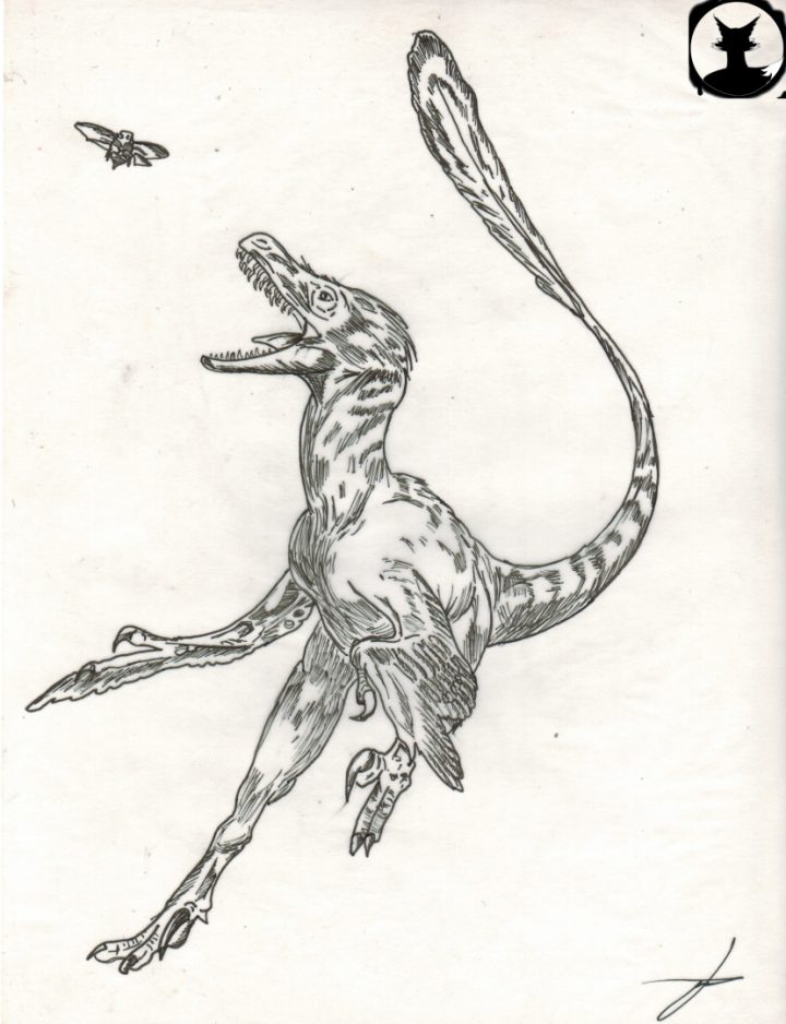 Velozirraptor.