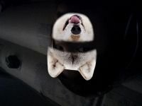 a wolf upside down