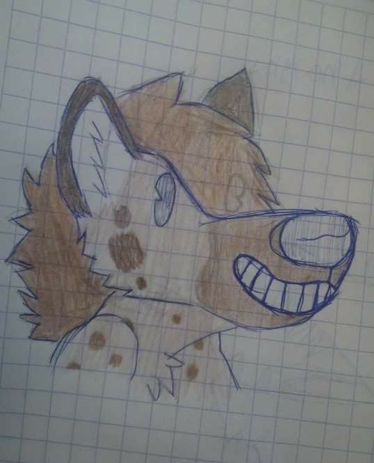hyena kabuai