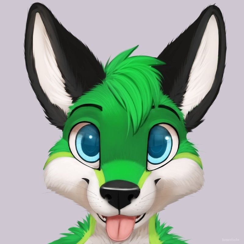 Zorrito :3