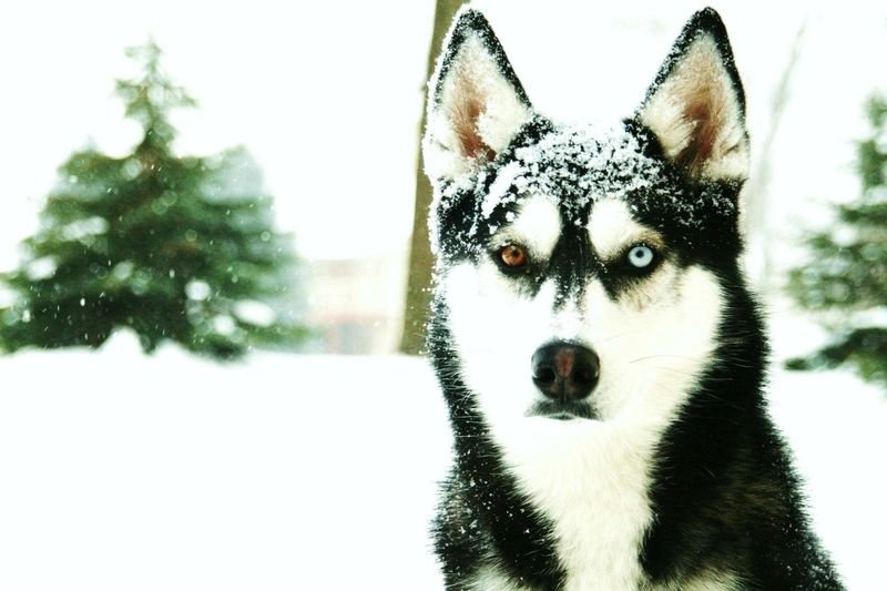 perrito en la nieve