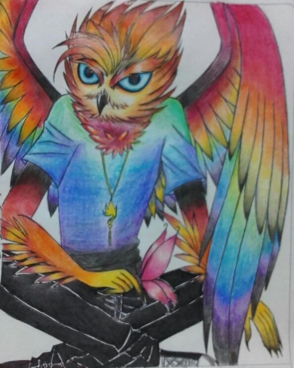 Rainbow Owl.